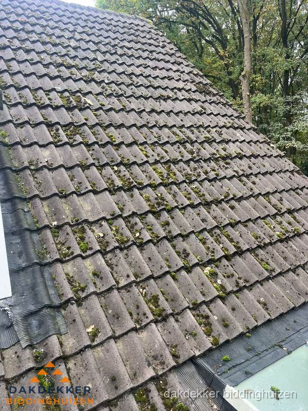 Verweerd pannendak met mosgroei dat renovatie nodig heeft in Biddinghuizen Verweerd pannendak met mosgroei dat renovatie nodig heeft in Biddinghuizen